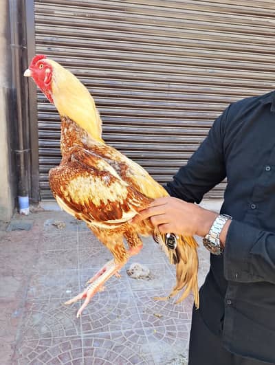 Aseel Shajra Murga for Sale