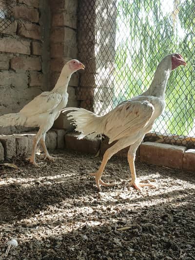 Aseel pair