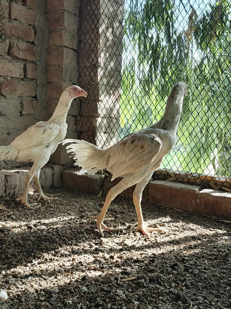 Aseel pair 1
