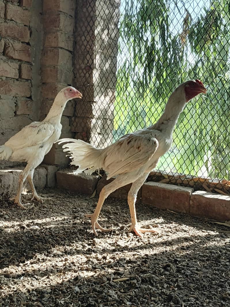 Aseel pair 2