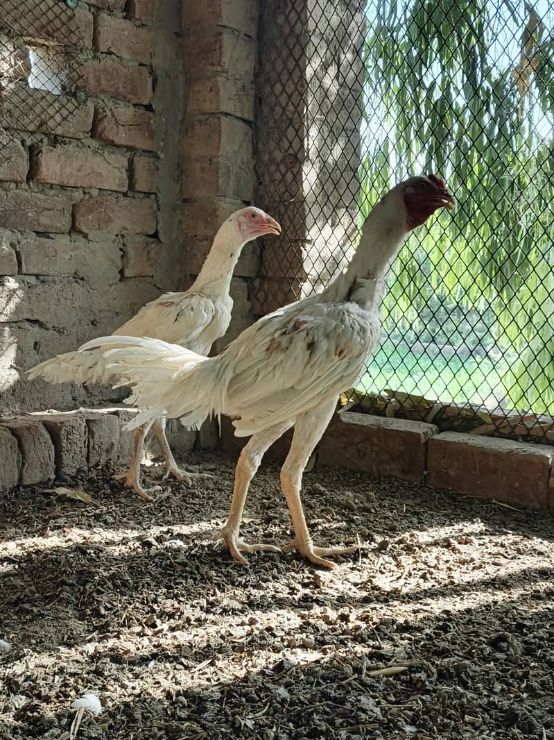 Aseel pair 3