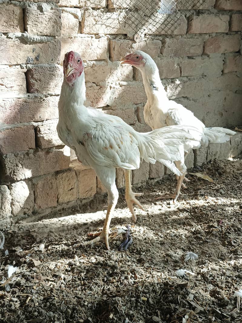 Aseel pair 4