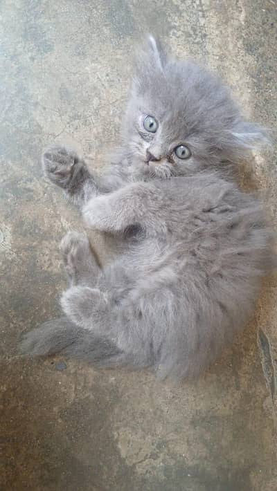 Persian cat
