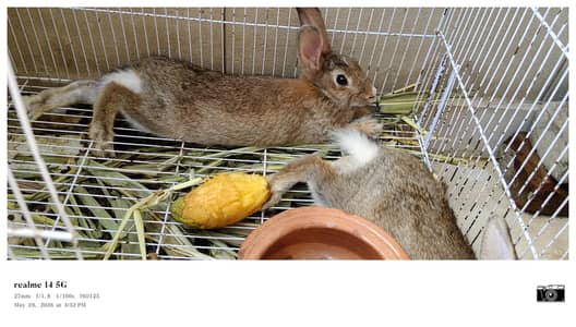 Brown Rabbits
