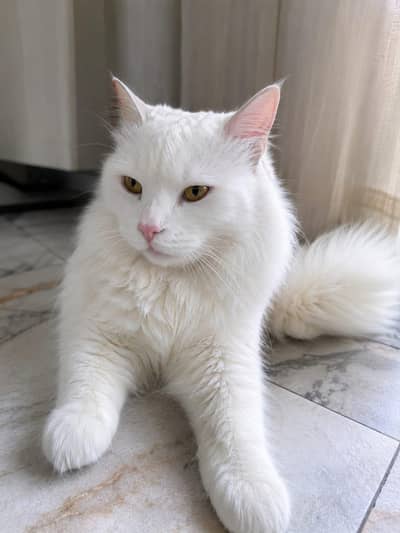 Persian mix