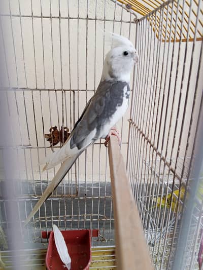 White Face Pied Cockatiels Adult Breeder Pair – Healthy & Active