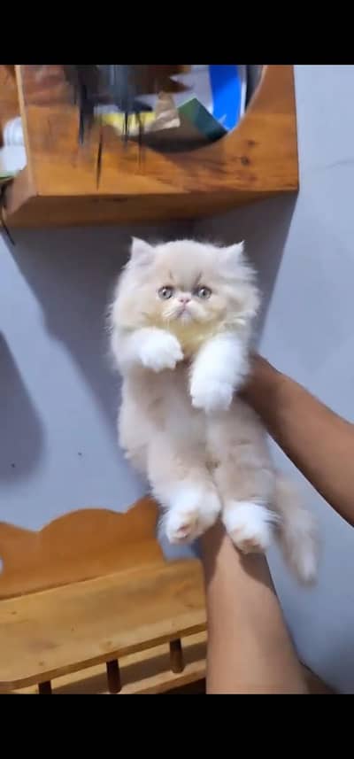 Quality Persian Punch face cat & kitten is03477878702Whatsapp