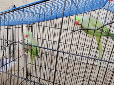 male and female Hain cage Sath hai