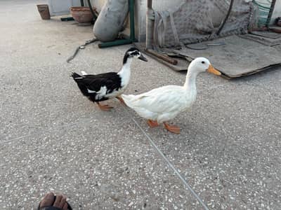 Female Ducks pekin and magpie