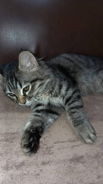 cat for sale
