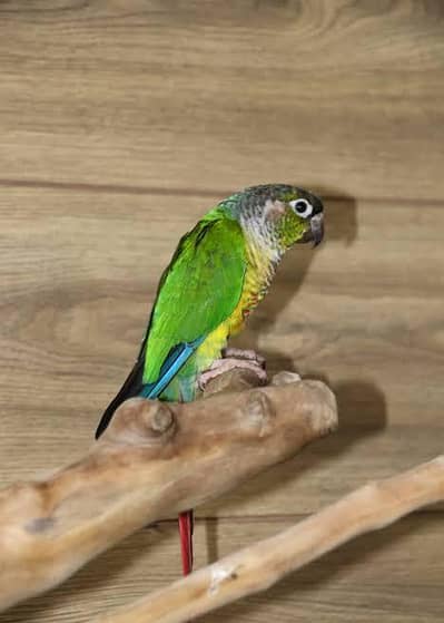  Pineapple Green Cheek Conure For Sale