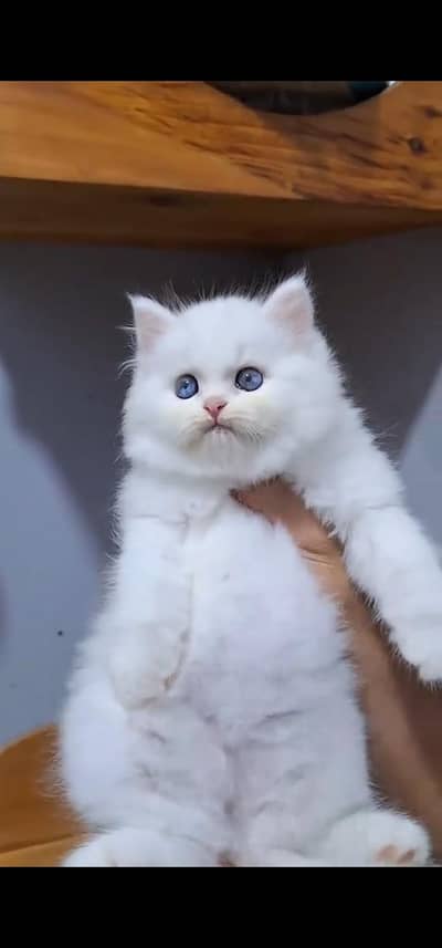 Quality Persian Punch face cat & kitten is03477878702Whatsapp