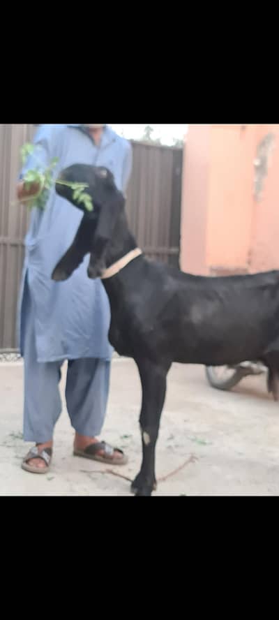 Nagri black  bohat khoobsorat bakri for sale