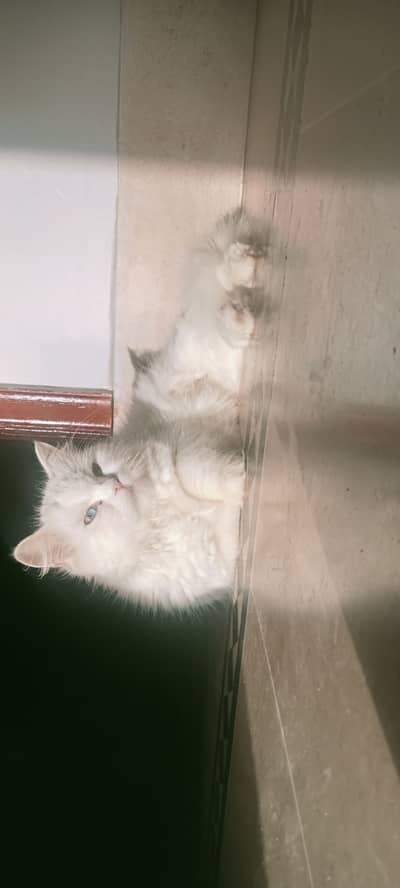Persian white color kittens