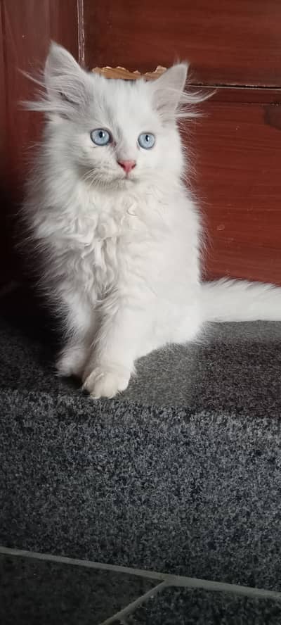 Persian white color kittens