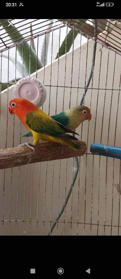 green euwing opline female x parblue spit into male breeder pair