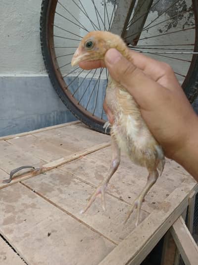 healthy acrive chicks for sale