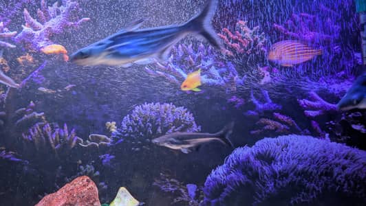 4 Blue line sharks, 5~6 inches