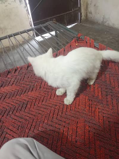 Blue Eyes Persian Male cat for sale