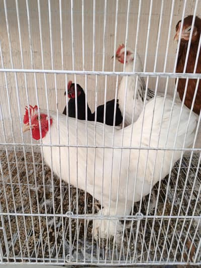 fancy hens for sale