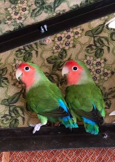 3 pairs of lovebirds