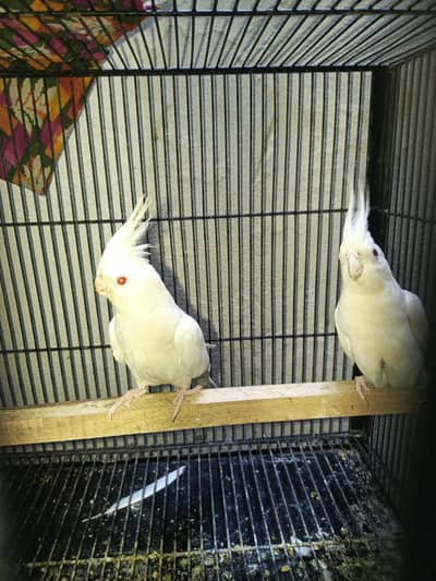 Cocktail and love pird pair with 3 portion heavy iron cage