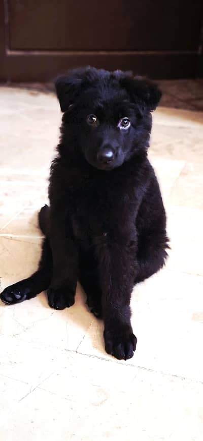 German Shepherd Female Puppy | Giant Size | Pedigree | Vaccinated| 2m