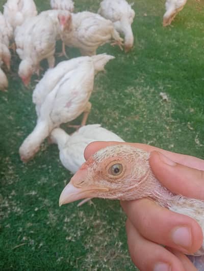 aseel Heera for sale with blue eyes