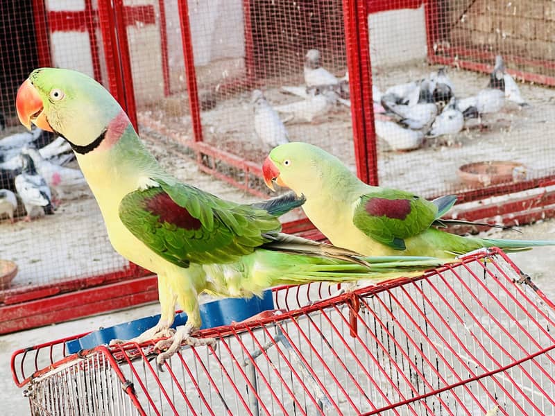 Raw breader pair 0