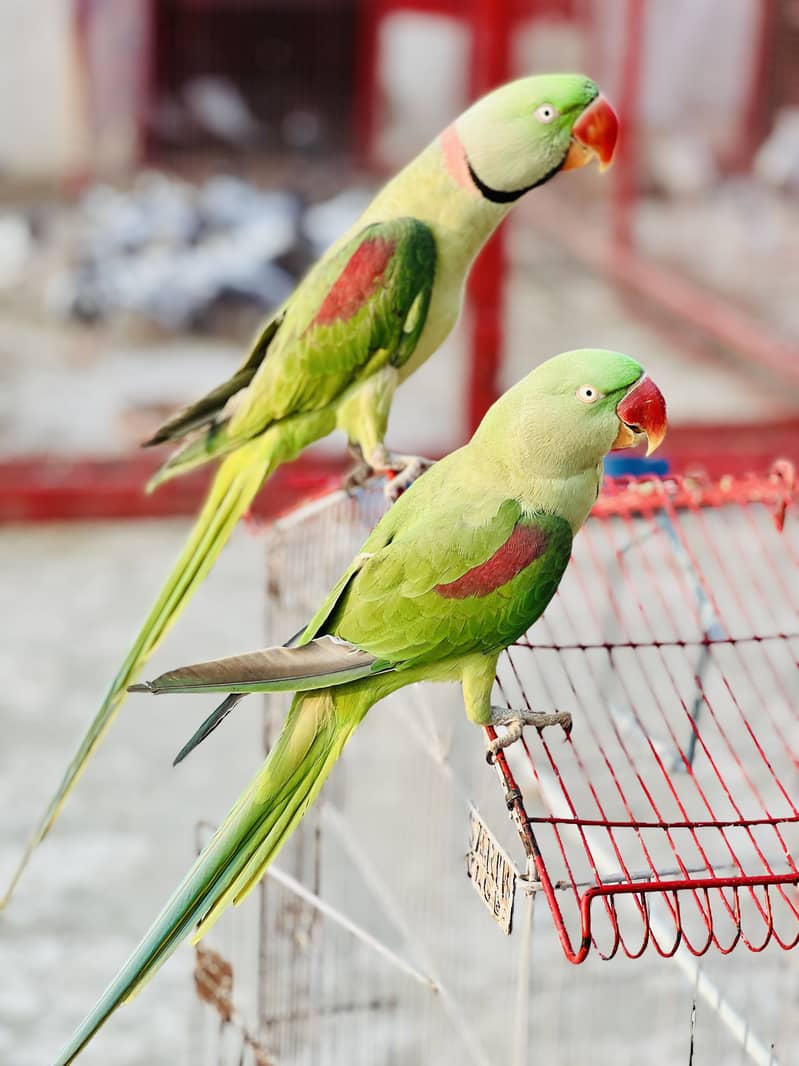 Raw breader pair 1