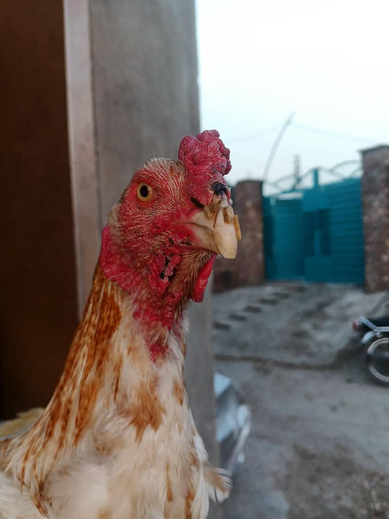 murga 2