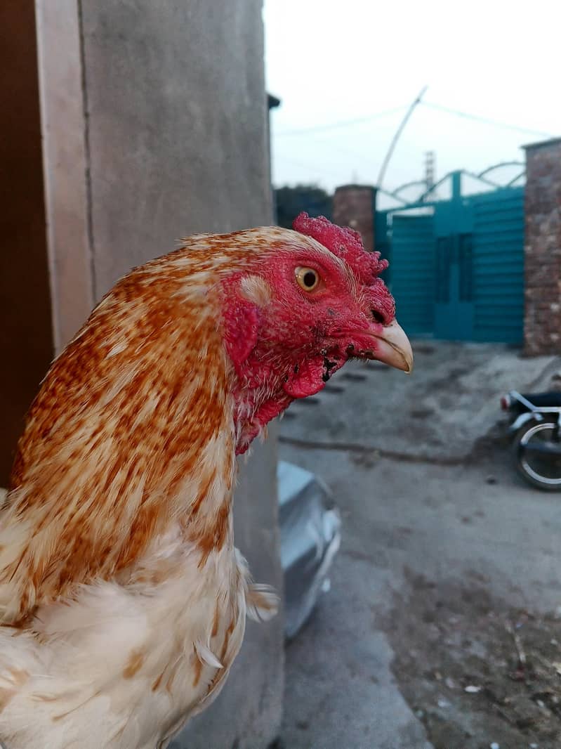murga 4