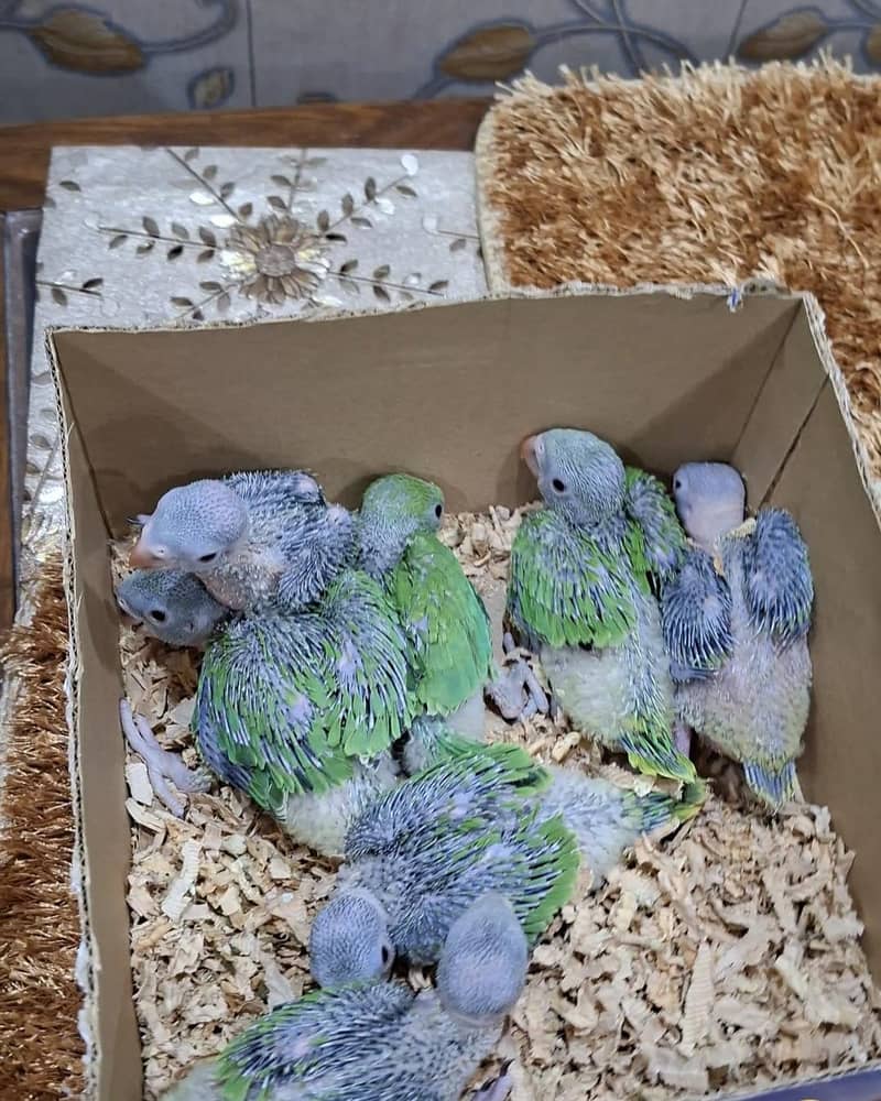 Green Ringneck chicks 0