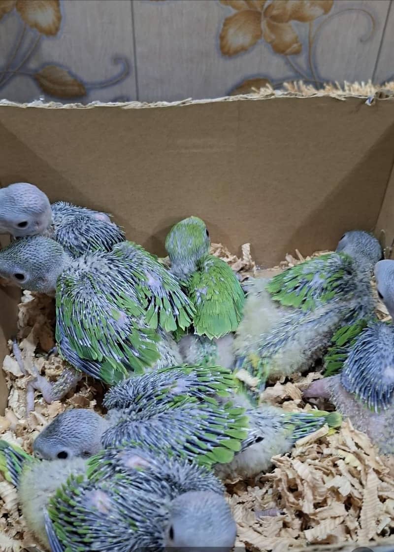 Green Ringneck chicks 1