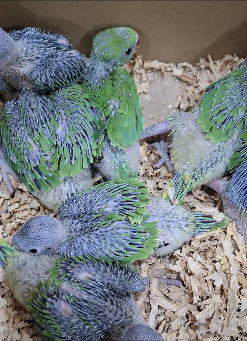 Green Ringneck chicks 2