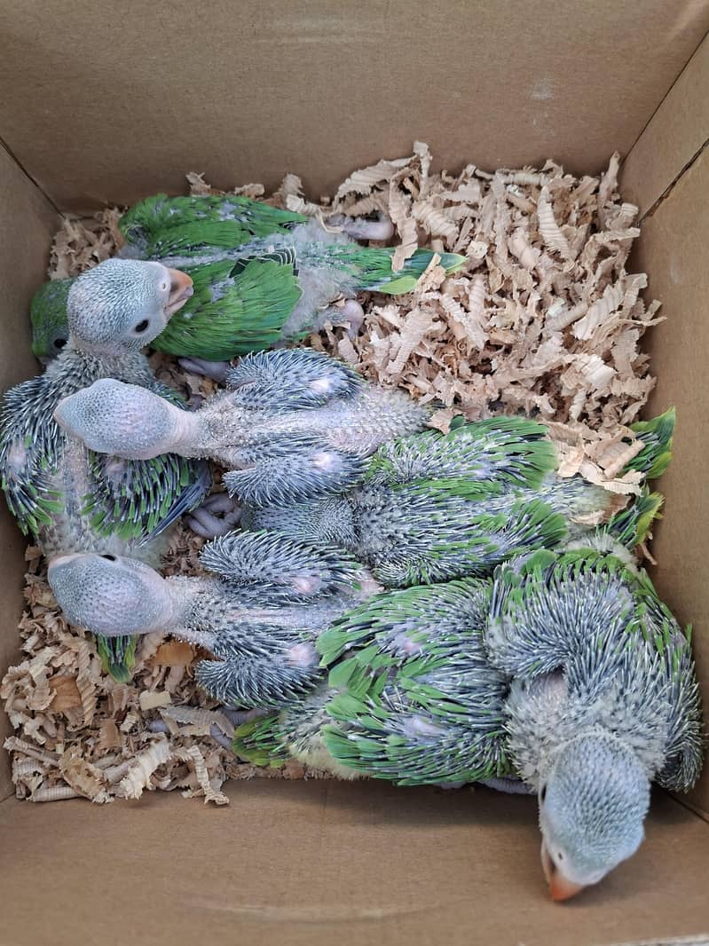 Green Ringneck chicks 3