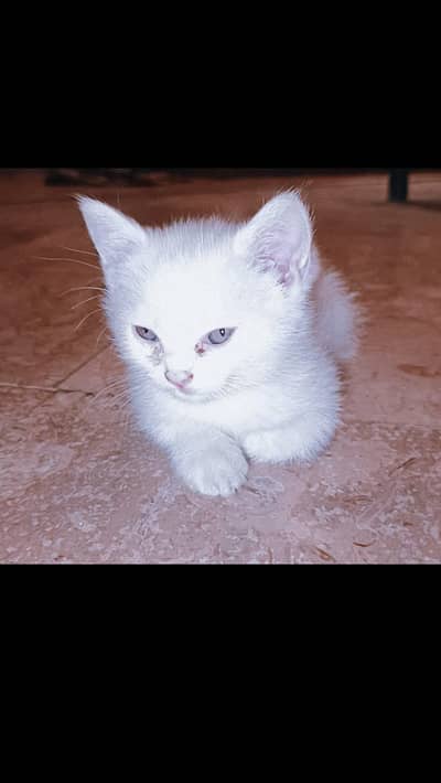 cute white Persian kitten cats