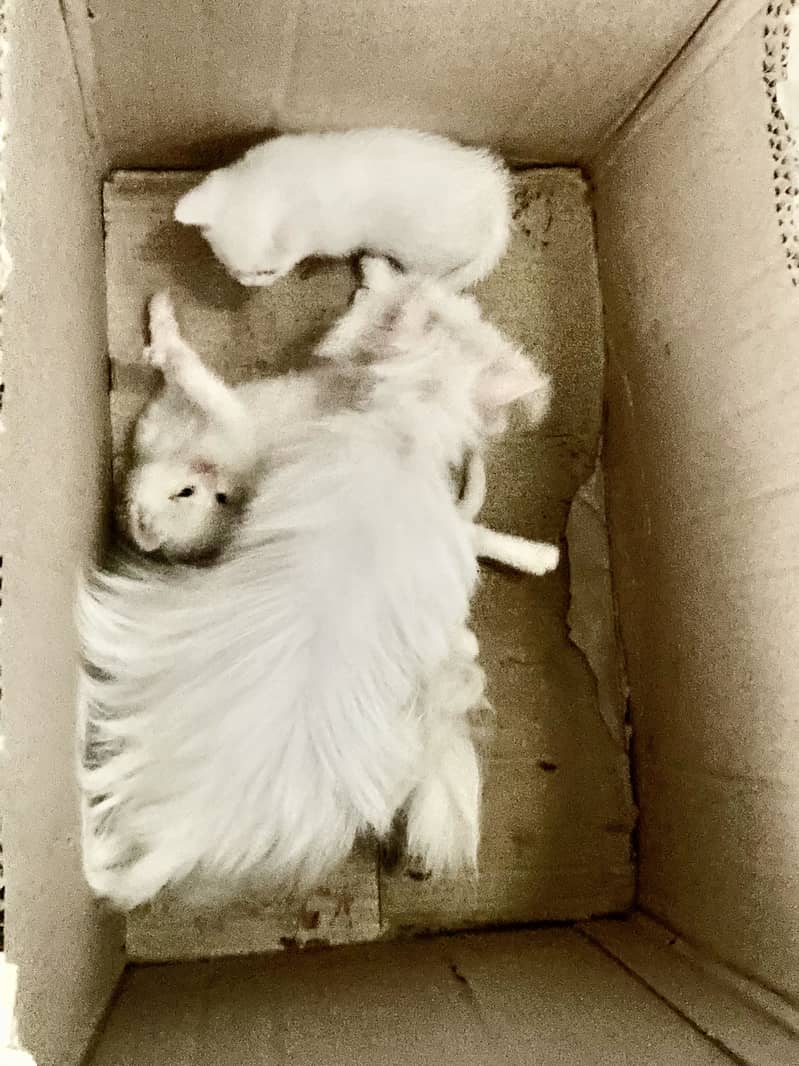 Kitten 0