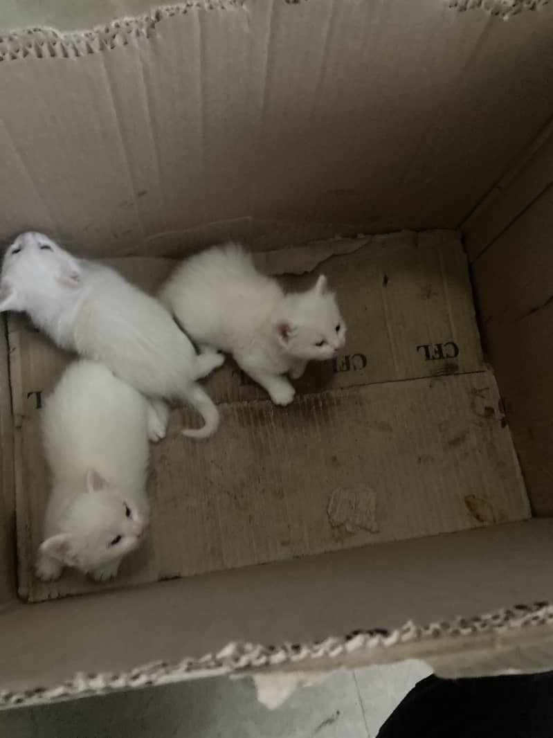 Kitten 1