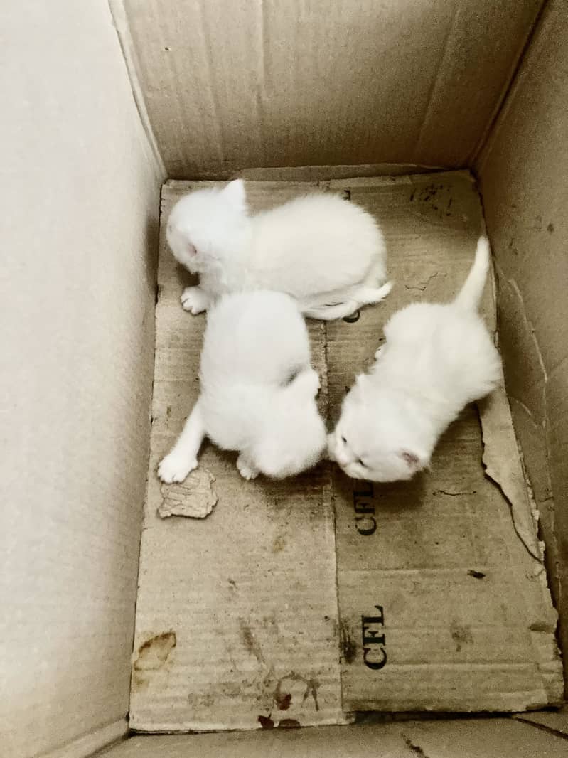 Kitten 2