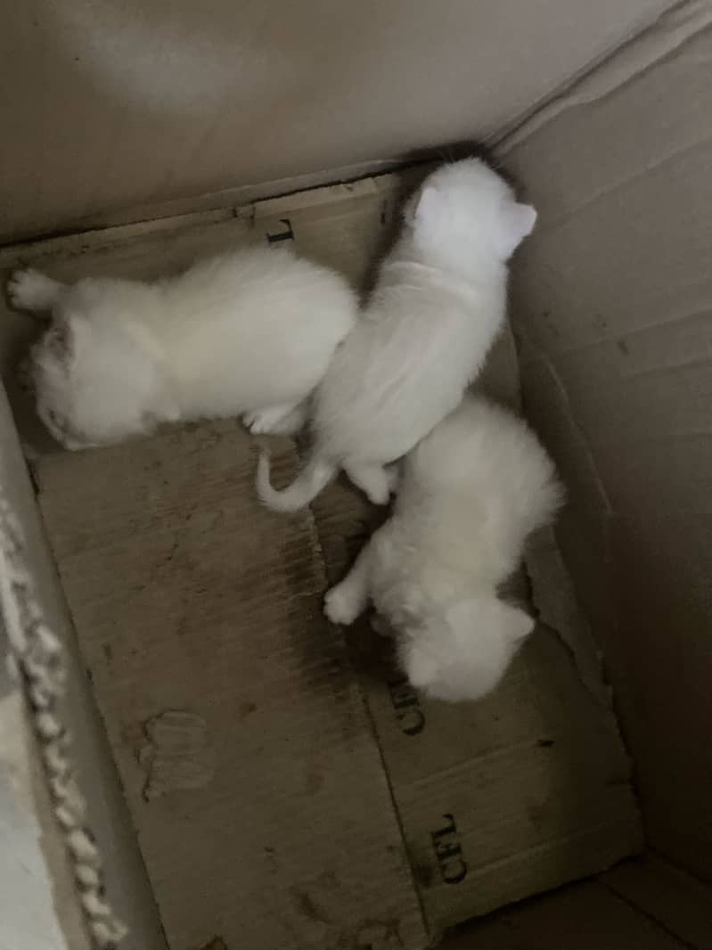 Kitten 3