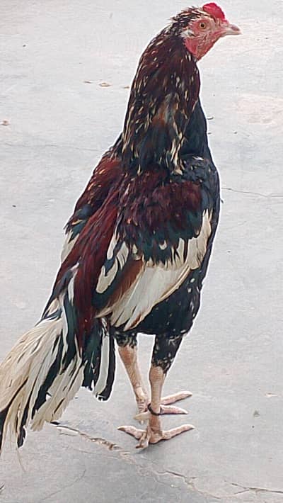 murghiyan 2 or chozy 7 or 1 murgha aseel