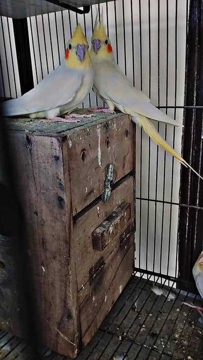 breeder pair 03274424427 WhatsApp