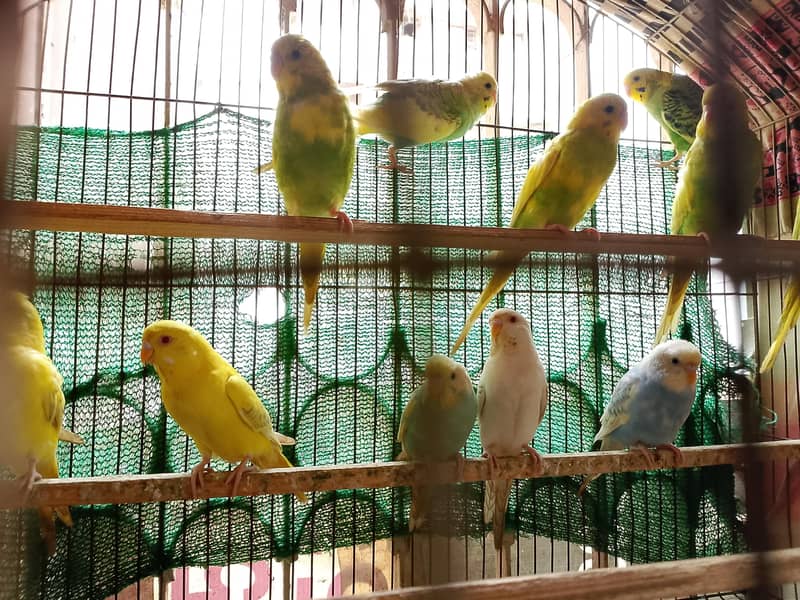 Sikver java, white java and Budgie For Sale 3