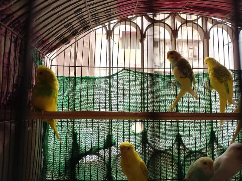 Sikver java, white java and Budgie For Sale 4