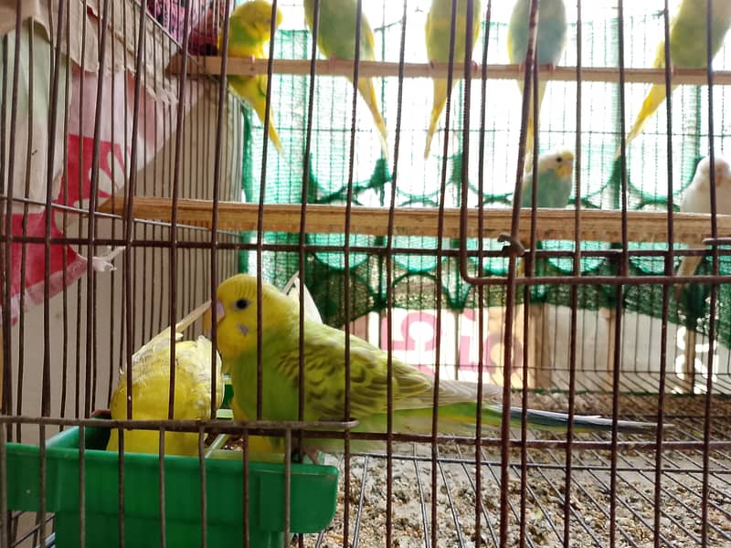 Sikver java, white java and Budgie For Sale 5