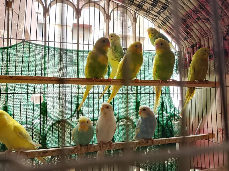 Sikver java, white java and Budgie For Sale 6