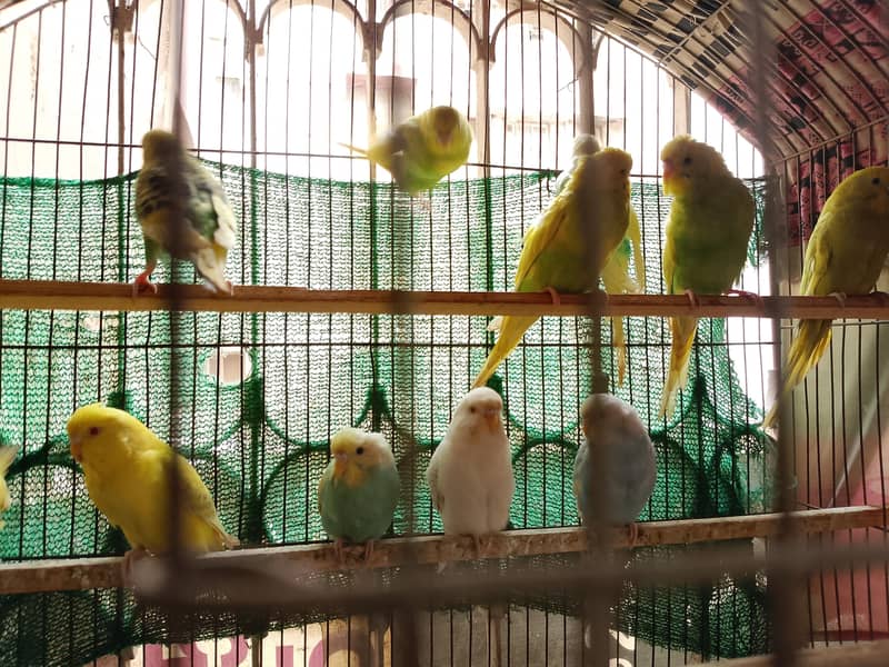 Sikver java, white java and Budgie For Sale 7