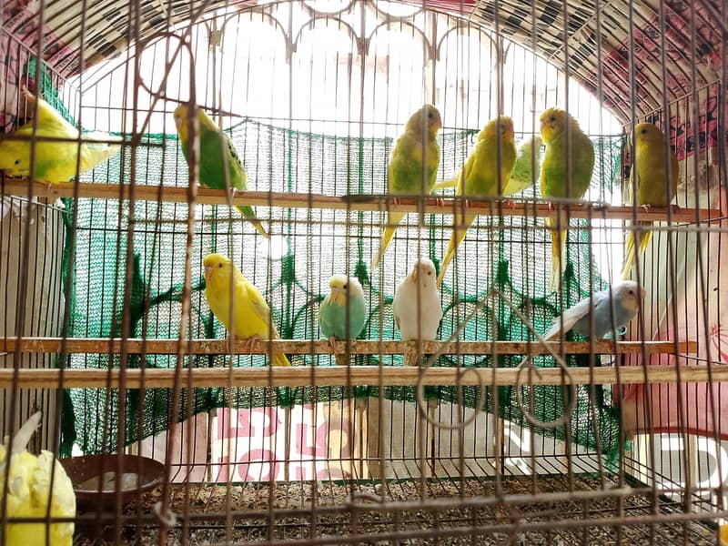 Sikver java, white java and Budgie For Sale 8