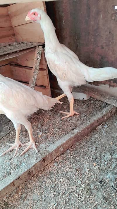 White Aseel Shamo Pair for sale